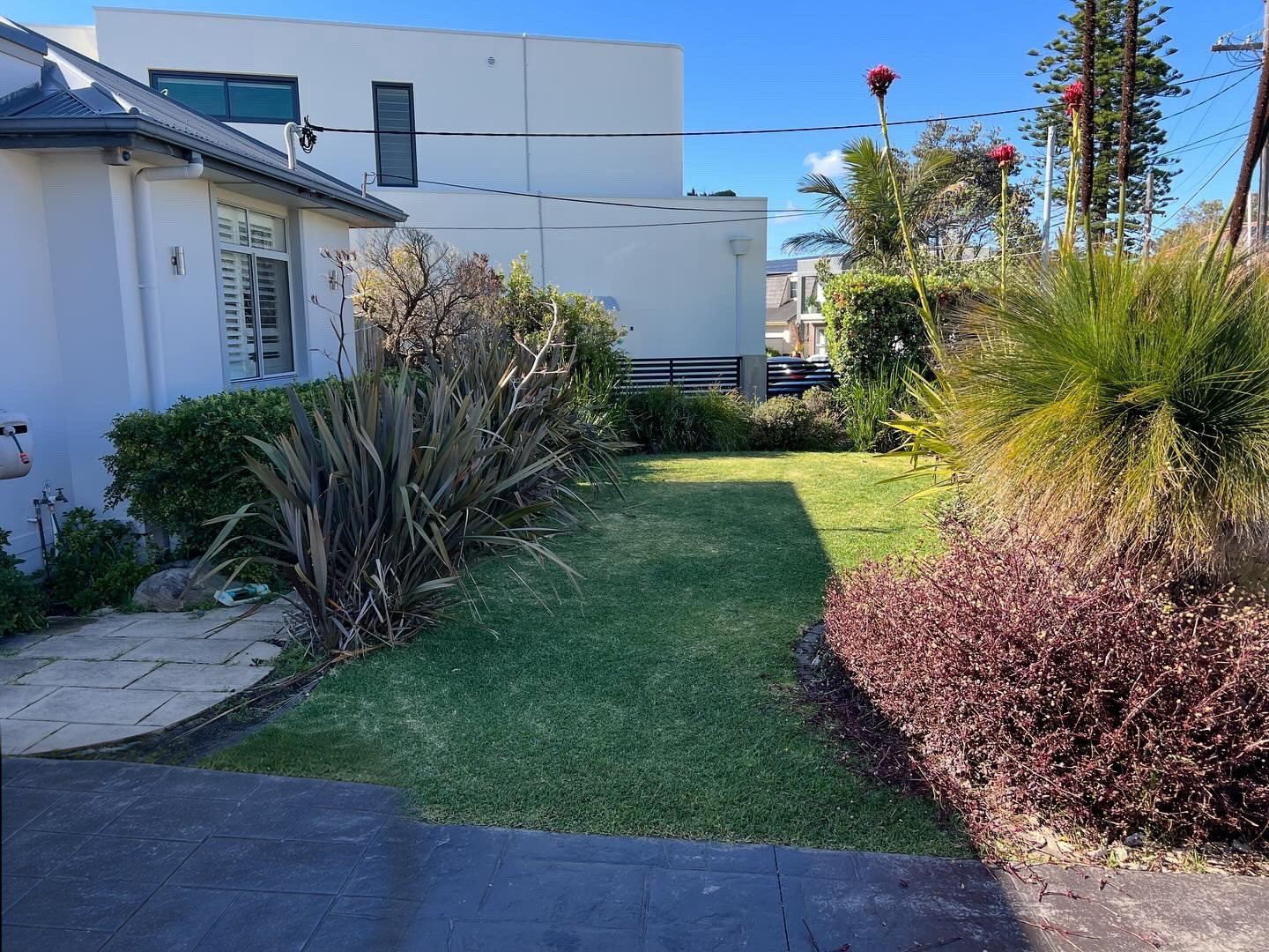 Front garden with an untrimmed grass tree, drooping flaxes and soft lawn edges before a garden tidy up